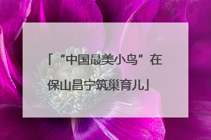 “中国最美小鸟”在保山昌宁筑巢育儿