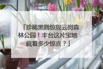 珍稀黑鹳惊现云岗森林公园！丰台这片宝地藏着多少惊喜？