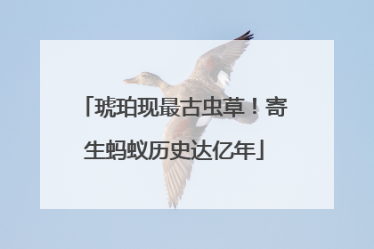 琥珀现最古虫草！寄生蚂蚁历史达亿年