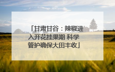 甘肃甘谷：辣椒进入开花挂果期 科学管护确保大田丰收
