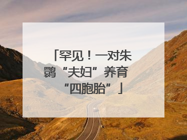 罕见！一对朱鹮“夫妇”养育“四胞胎”