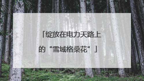 绽放在电力天路上的“雪域格桑花”