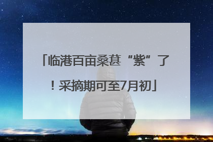 临港百亩桑葚“紫”了！采摘期可至7月初