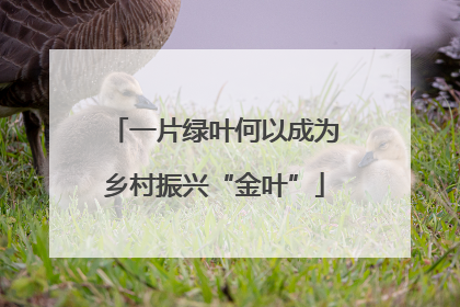 一片绿叶何以成为乡村振兴“金叶”