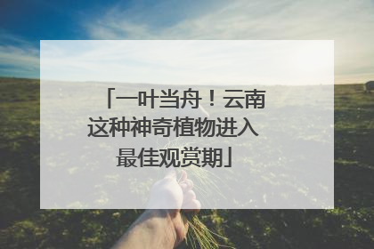 一叶当舟！云南这种神奇植物进入最佳观赏期