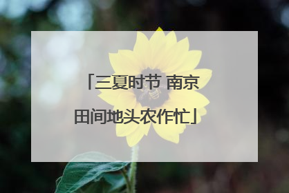 三夏时节 南京田间地头农作忙