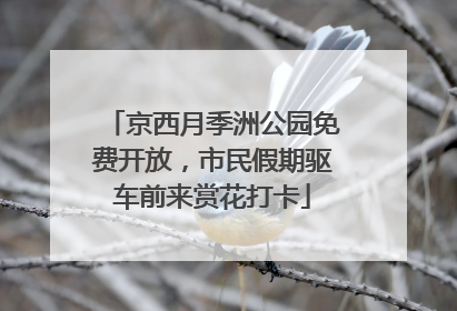 京西月季洲公园免费开放，市民假期驱车前来赏花打卡