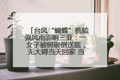 台风“蝴蝶”携较强风雨影响三亚：一女子被树砸倒送医，无大碍当天回家 当地已紧急清障