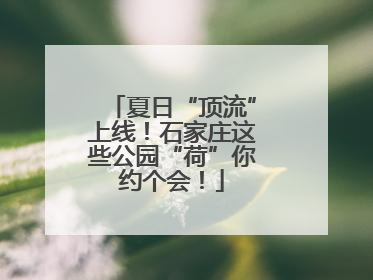 夏日“顶流”上线！石家庄这些公园“荷”你约个会！