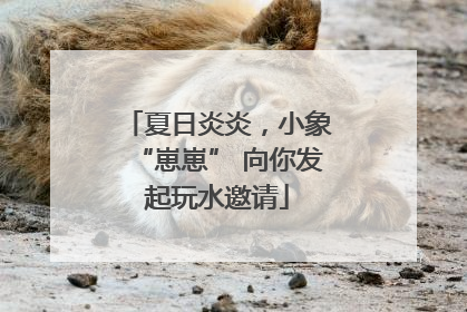 夏日炎炎，小象“崽崽” 向你发起玩水邀请