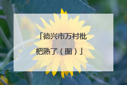 德兴市万村枇杷熟了（图）