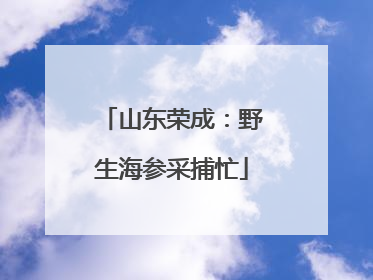 山东荣成：野生海参采捕忙