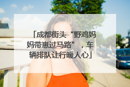 成都街头“野鸡妈妈带崽过马路”，车辆排队让行暖人心