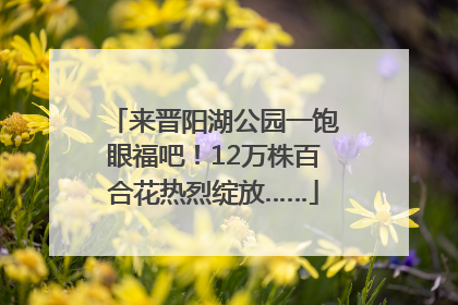 来晋阳湖公园一饱眼福吧！12万株百合花热烈绽放……