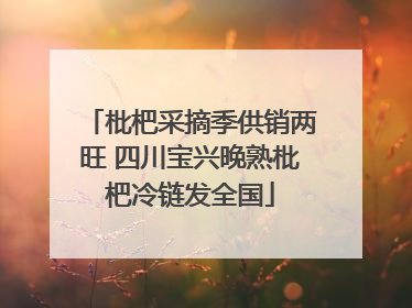 枇杷采摘季供销两旺 四川宝兴晚熟枇杷冷链发全国