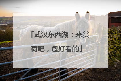 武汉东西湖：来赏荷吧，包好看的