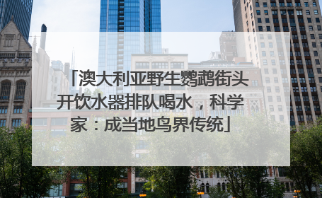澳大利亚野生鹦鹉街头开饮水器排队喝水，科学家：成当地鸟界传统