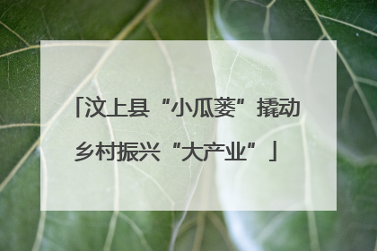 汶上县“小瓜蒌”撬动乡村振兴“大产业”