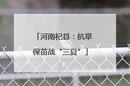 河南杞县：抗旱保苗战“三夏”