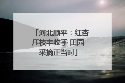 河北顺平：红杏压枝丰收季 田园采摘正当时