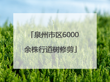 泉州市区6000余株行道树修剪