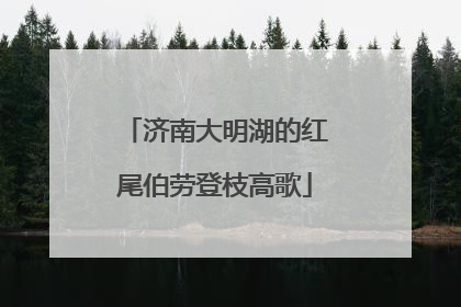 济南大明湖的红尾伯劳登枝高歌
