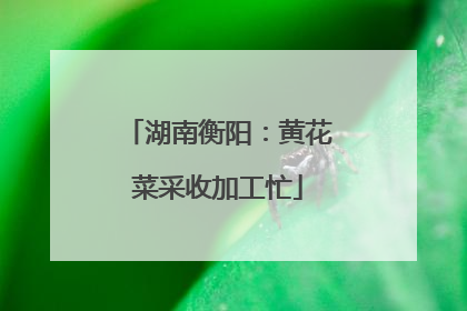 湖南衡阳：黄花菜采收加工忙