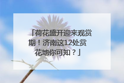 荷花盛开迎来观赏期！济南这12处赏花地你可知？