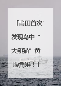 莆田首次发现鸟中“大熊猫”黄腹角雉！