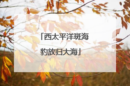西太平洋斑海豹放归大海