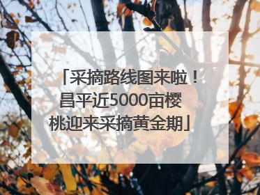 采摘路线图来啦！昌平近5000亩樱桃迎来采摘黄金期