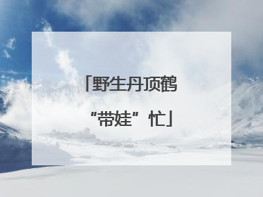 野生丹顶鹤“带娃”忙