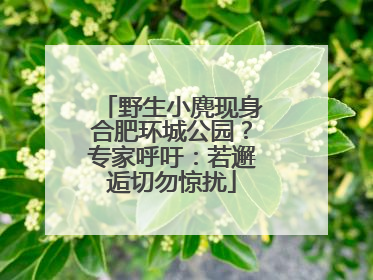 野生小麂现身合肥环城公园？专家呼吁：若邂逅切勿惊扰