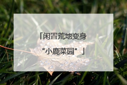 闲置荒地变身“小鹿菜园”