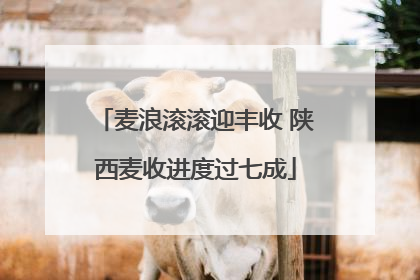 麦浪滚滚迎丰收 陕西麦收进度过七成