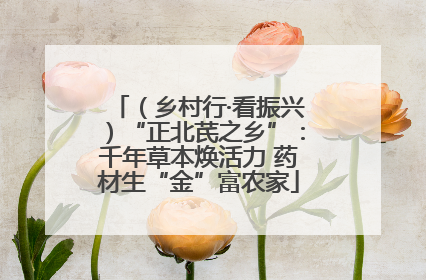 （乡村行·看振兴）“正北芪之乡”：千年草本焕活力 药材生“金”富农家